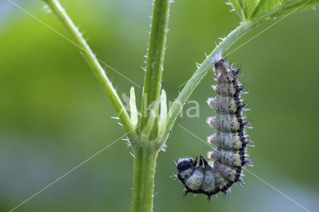 Kleine vos (Aglais urticae)