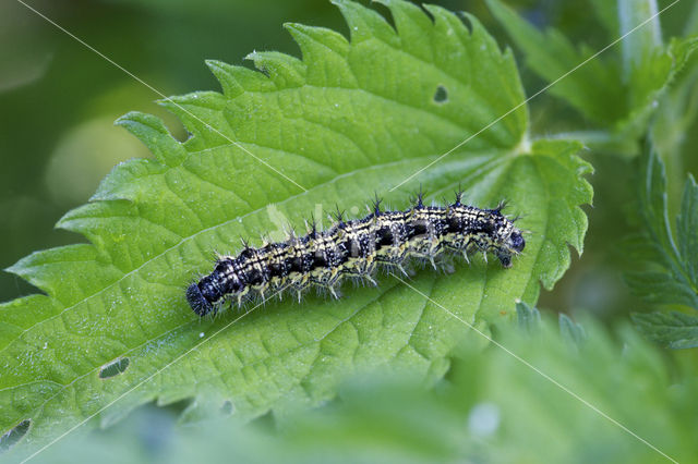 Kleine vos (Aglais urticae)