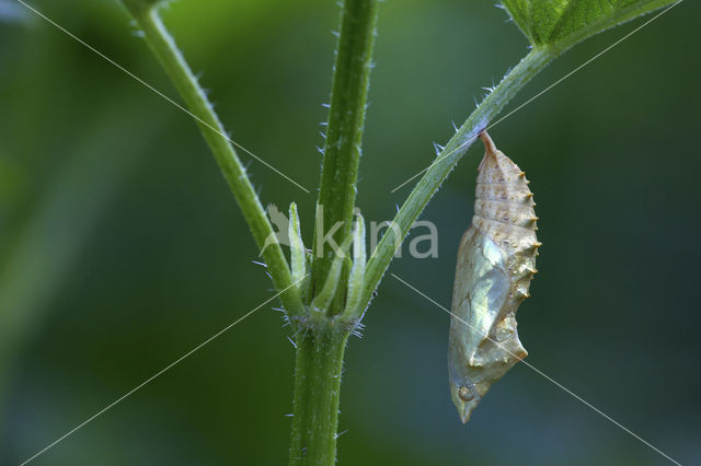 Small Tortoiseshell (Aglais urticae)