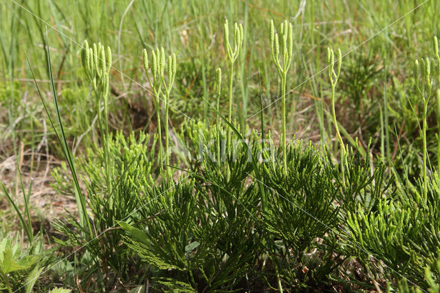 Flat-stemmend Clubmoss (Diphasiastrum tristachyum)