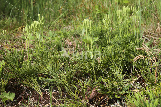 Flat-stemmend Clubmoss (Diphasiastrum tristachyum)