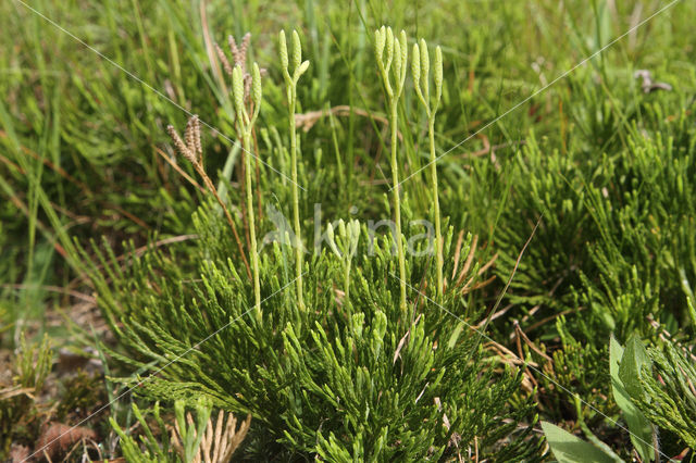 Kleine wolfsklauw (Diphasiastrum tristachyum)