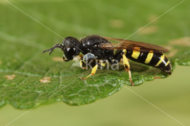 Kleine Zeefwesp (Crabro peltarius)