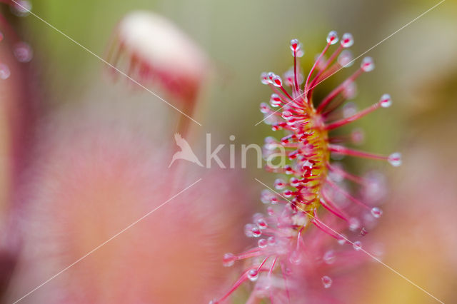 Oblong-leaved Sundew (Drosera intermedia)