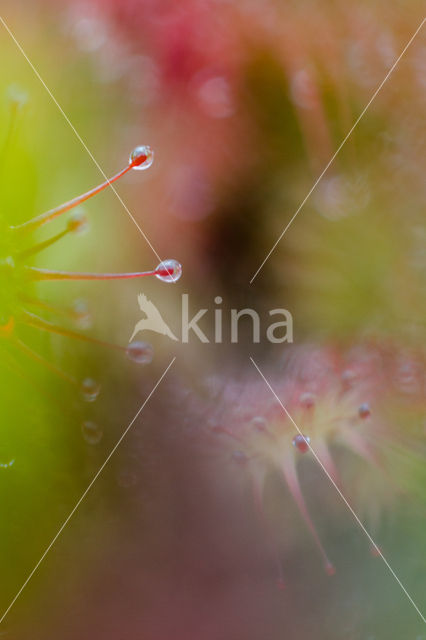 Kleine zonnedauw (Drosera intermedia)