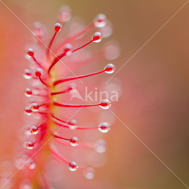 Oblong-leaved Sundew (Drosera intermedia)