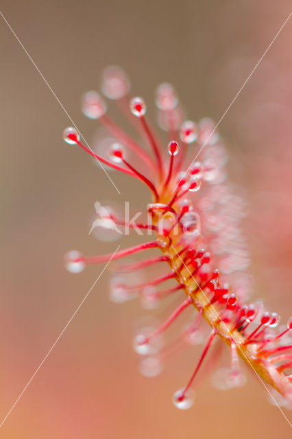 Kleine zonnedauw (Drosera intermedia)