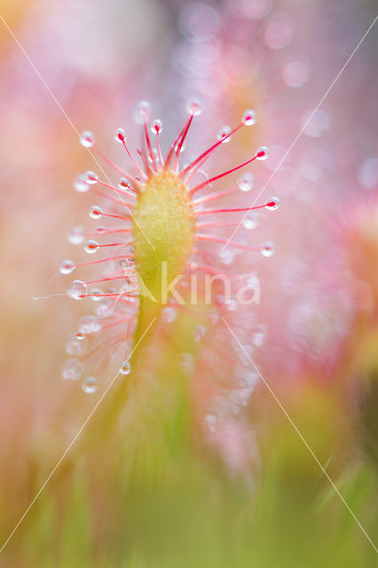 Oblong-leaved Sundew (Drosera intermedia)