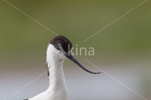 Pied Avocet (Recurvirostra avosetta)