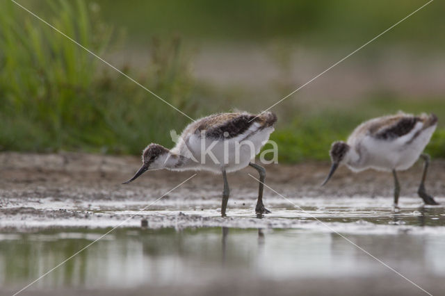 Pied Avocet (Recurvirostra avosetta)