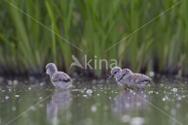 Pied Avocet (Recurvirostra avosetta)