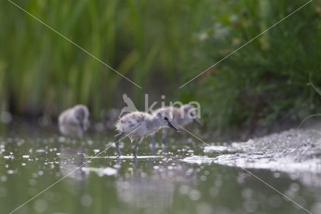 Pied Avocet (Recurvirostra avosetta)