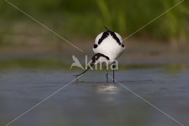 Pied Avocet (Recurvirostra avosetta)