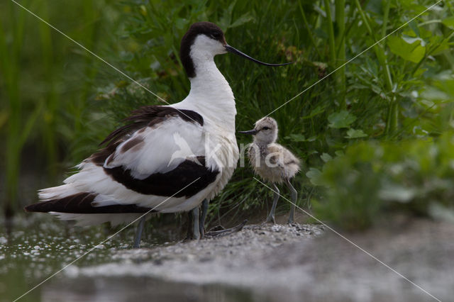 Pied Avocet (Recurvirostra avosetta)