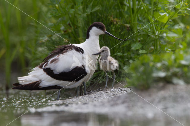 Pied Avocet (Recurvirostra avosetta)