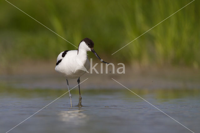 Pied Avocet (Recurvirostra avosetta)