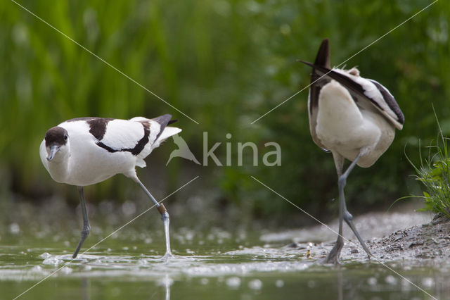 Pied Avocet (Recurvirostra avosetta)