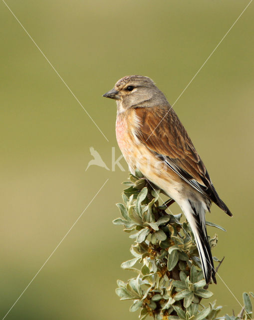 Eurasian Linnet (Carduelis cannabina)