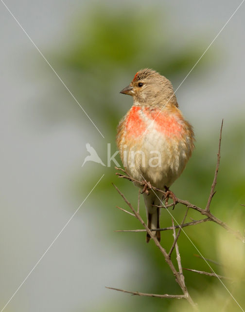 Eurasian Linnet (Carduelis cannabina)