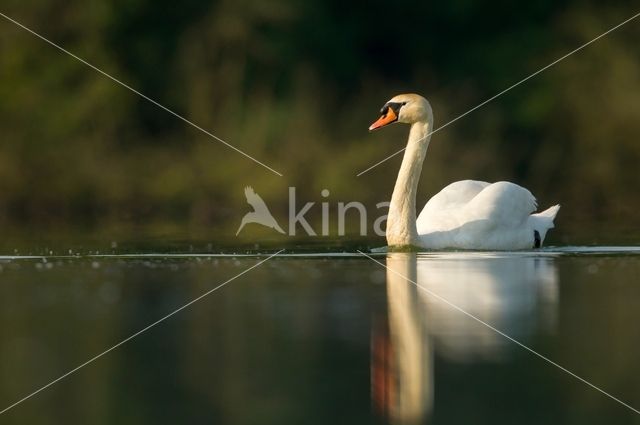 Knobbelzwaan (Cygnus olor)