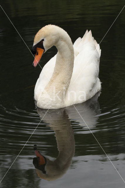 Knobbelzwaan (Cygnus olor)