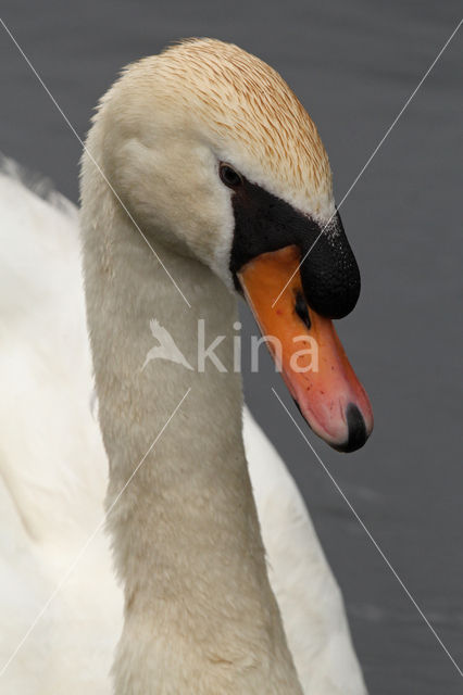 Knobbelzwaan (Cygnus olor)