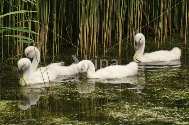 Knobbelzwaan (Cygnus olor)