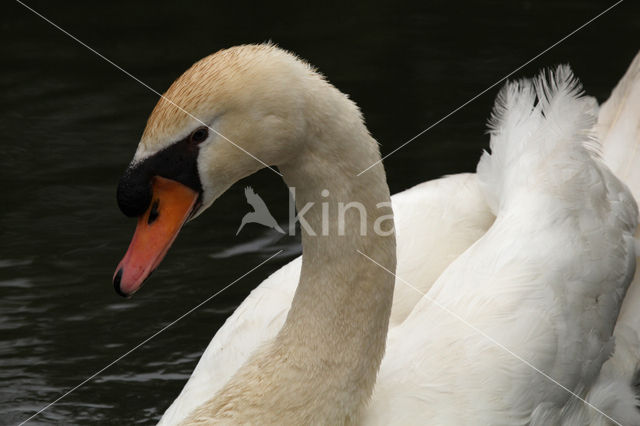 Knobbelzwaan (Cygnus olor)