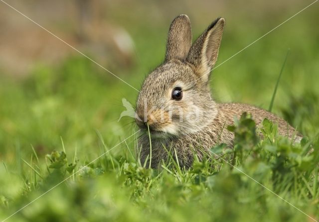 Rabbit (Oryctolagus cuniculus)