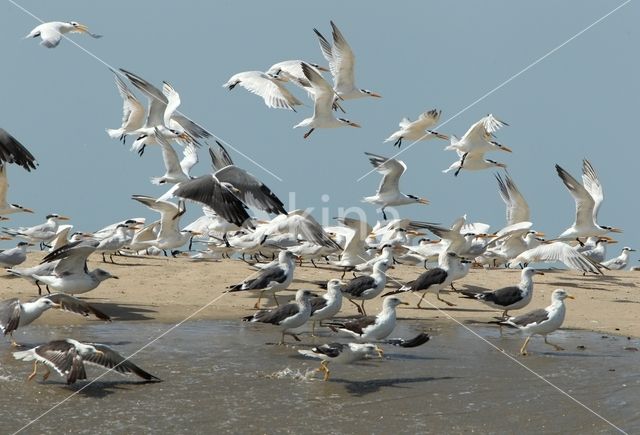 Royal tern (Sterna maxima)