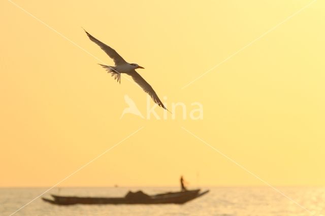 Royal tern (Sterna maxima)