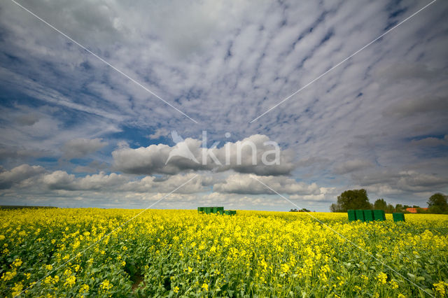 Koolzaad (Brassica napus)