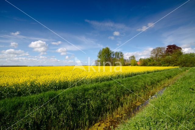 Koolzaad (Brassica napus)