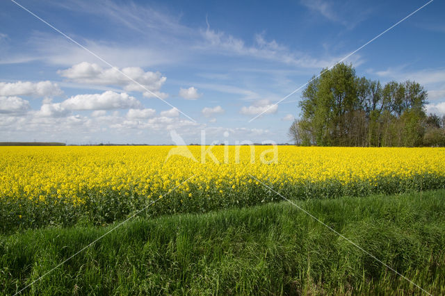 Koolzaad (Brassica napus)