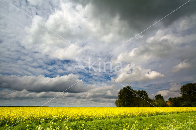 Koolzaad (Brassica napus)