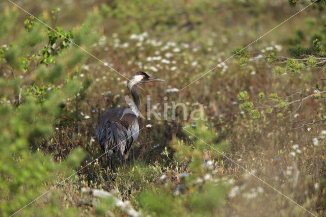 Kraanvogel (Grus grus)