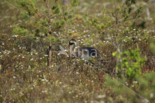 Kraanvogel (Grus grus)