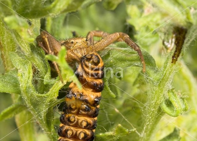 Crab spider