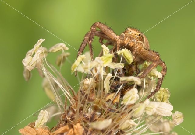 Crab spider