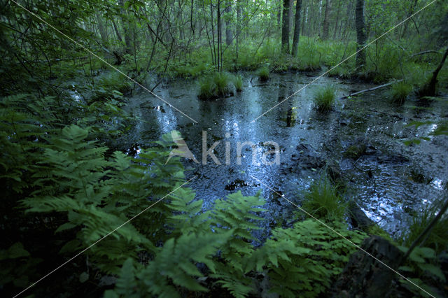 boreal forest