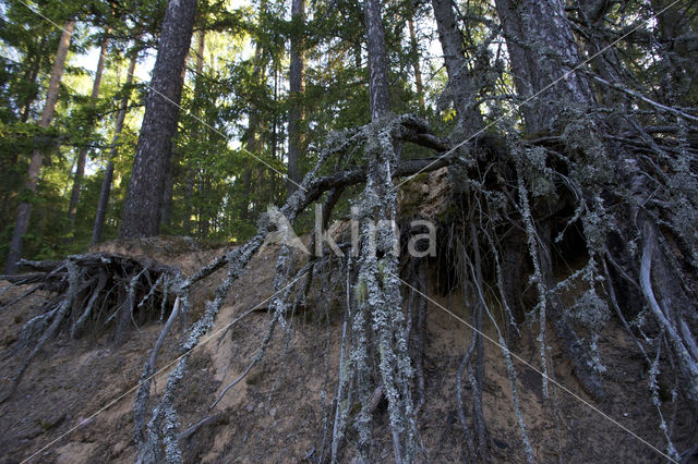 boreal forest