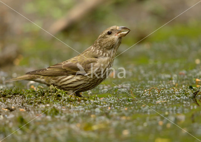 Kruisbek (Loxia curvirostra)