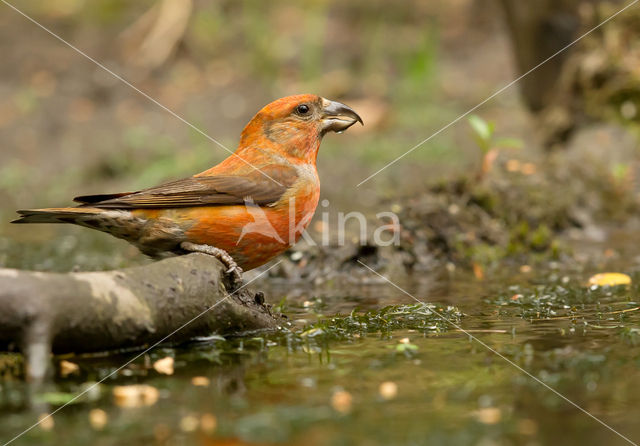 Red Crossbill (Loxia curvirostra)