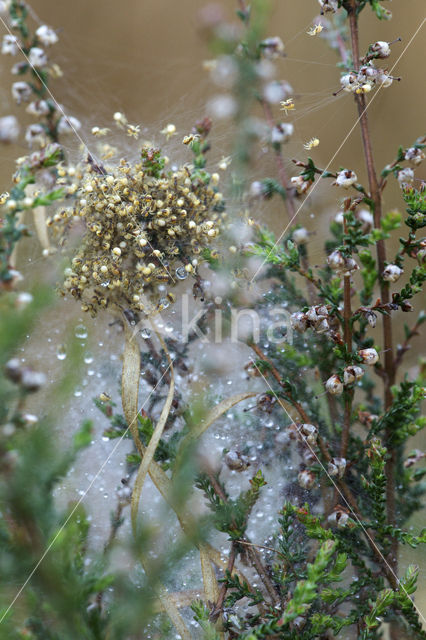 Kruisspin (Araneus diadematus)