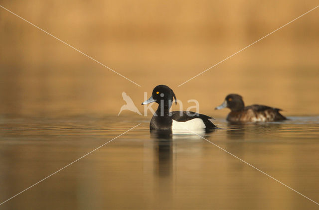 Tufted Duck (Aythya fuligula)