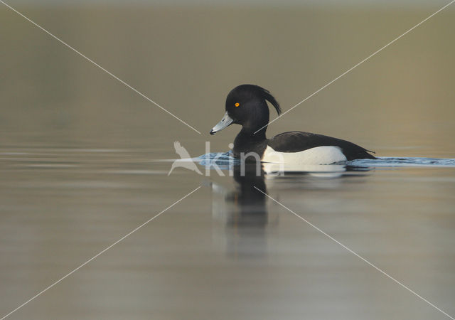 Tufted Duck (Aythya fuligula)