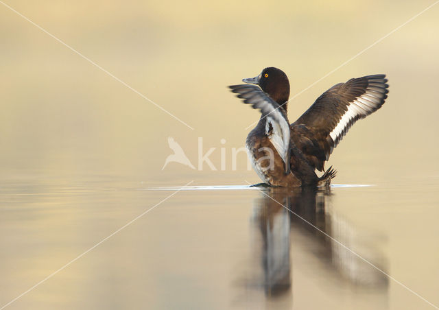 Tufted Duck (Aythya fuligula)