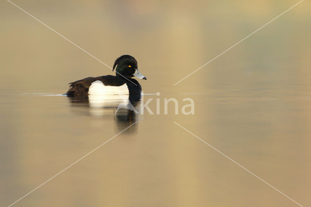 Tufted Duck (Aythya fuligula)