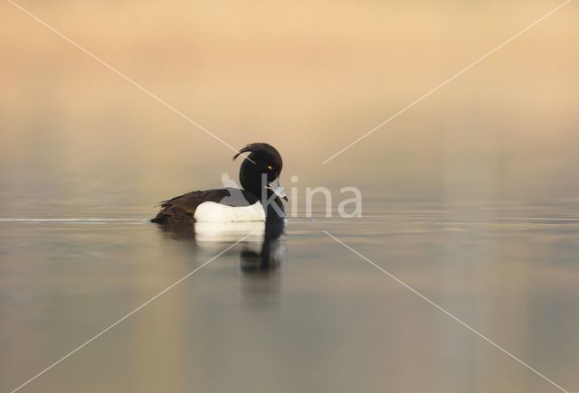 Tufted Duck (Aythya fuligula)