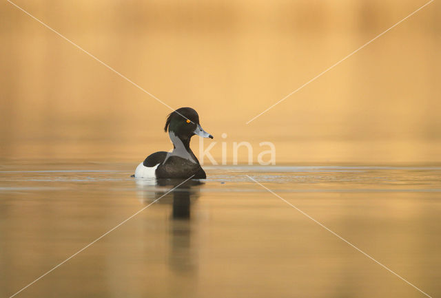 Tufted Duck (Aythya fuligula)